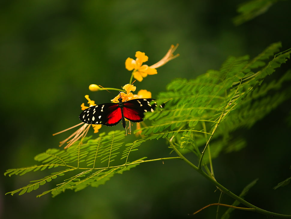 red and black long-winged butterfly perching on yellow flower during daytime HD wallpaper